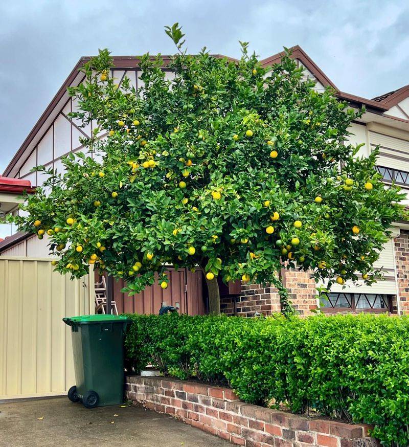 Lemon Tree