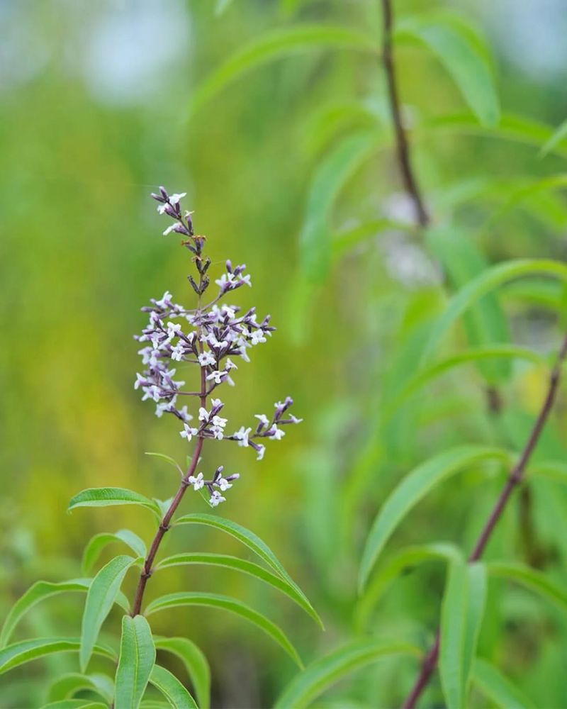 Lemon Verbena