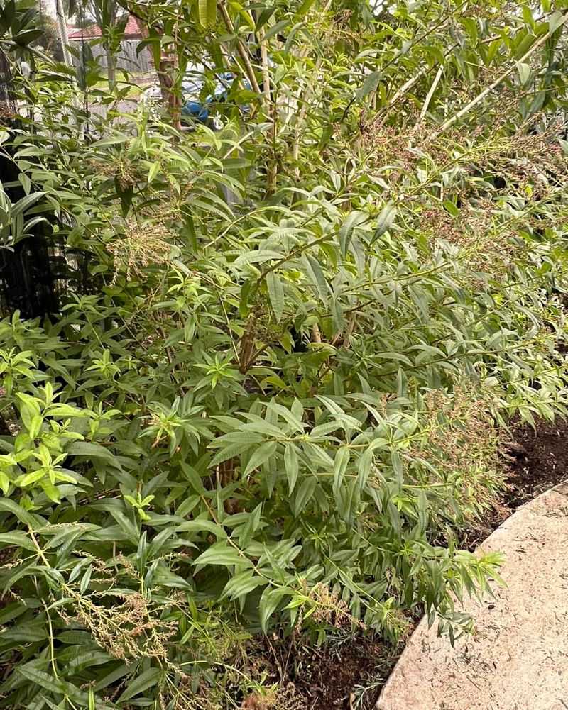 Lemon Verbena