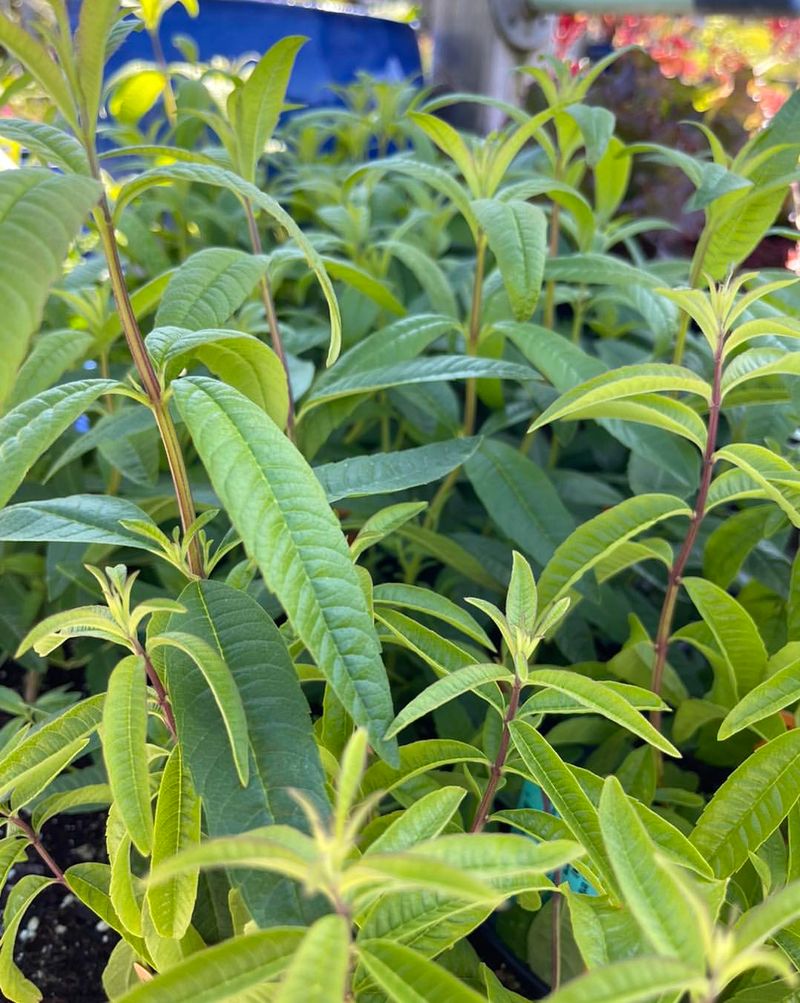 Lemon Verbena