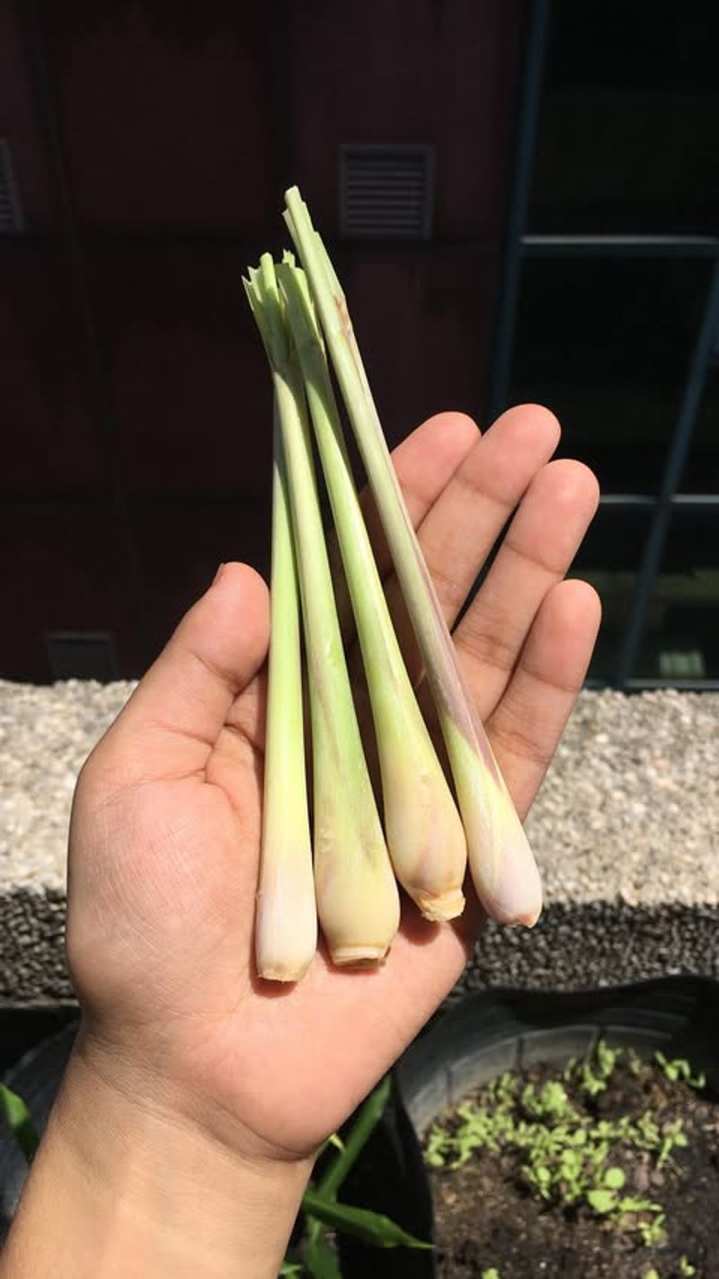 Lemongrass Stalks