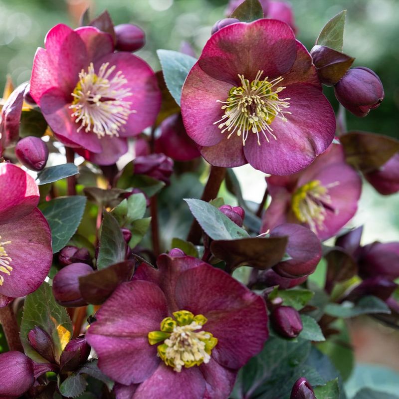 Lenten Rose