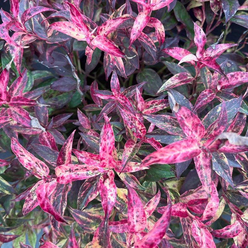 Leucothoe