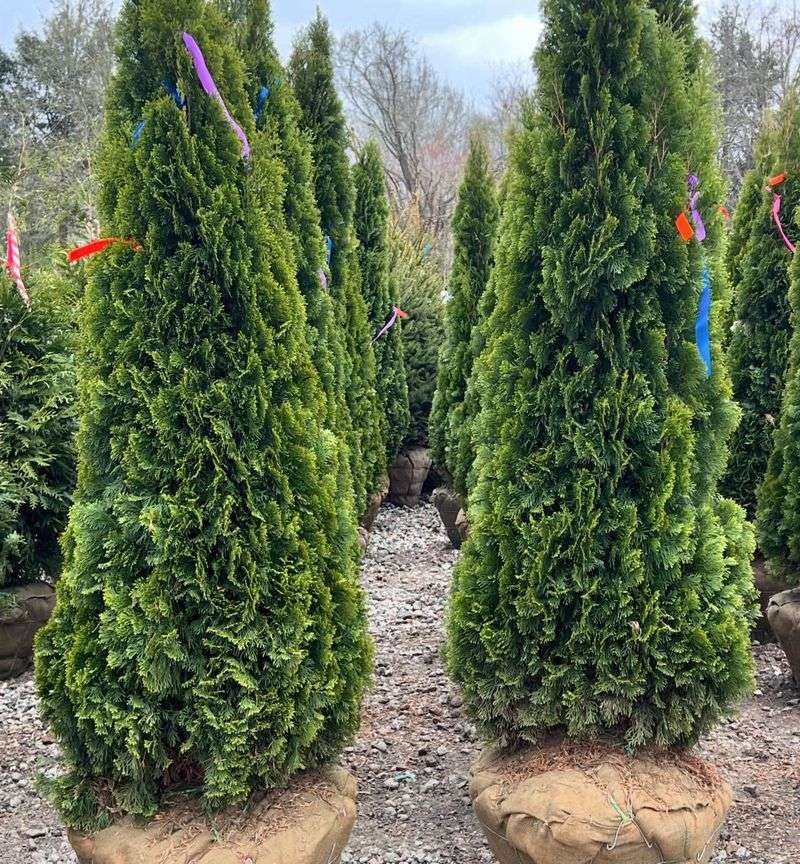 Leyland Cypress