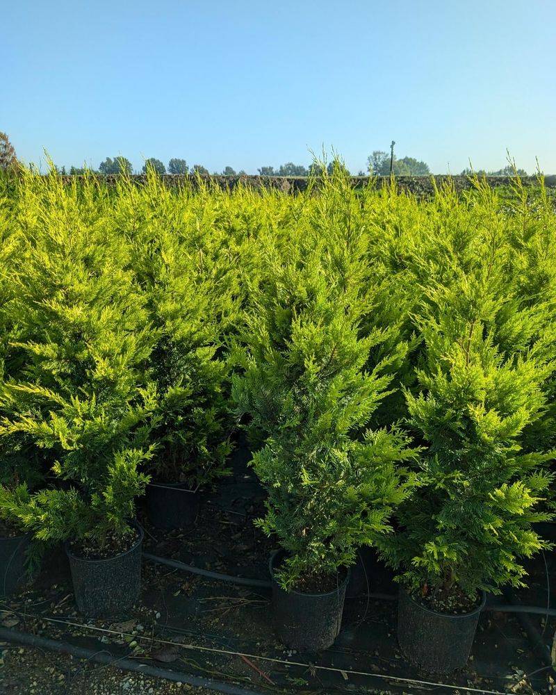 Leyland Cypress