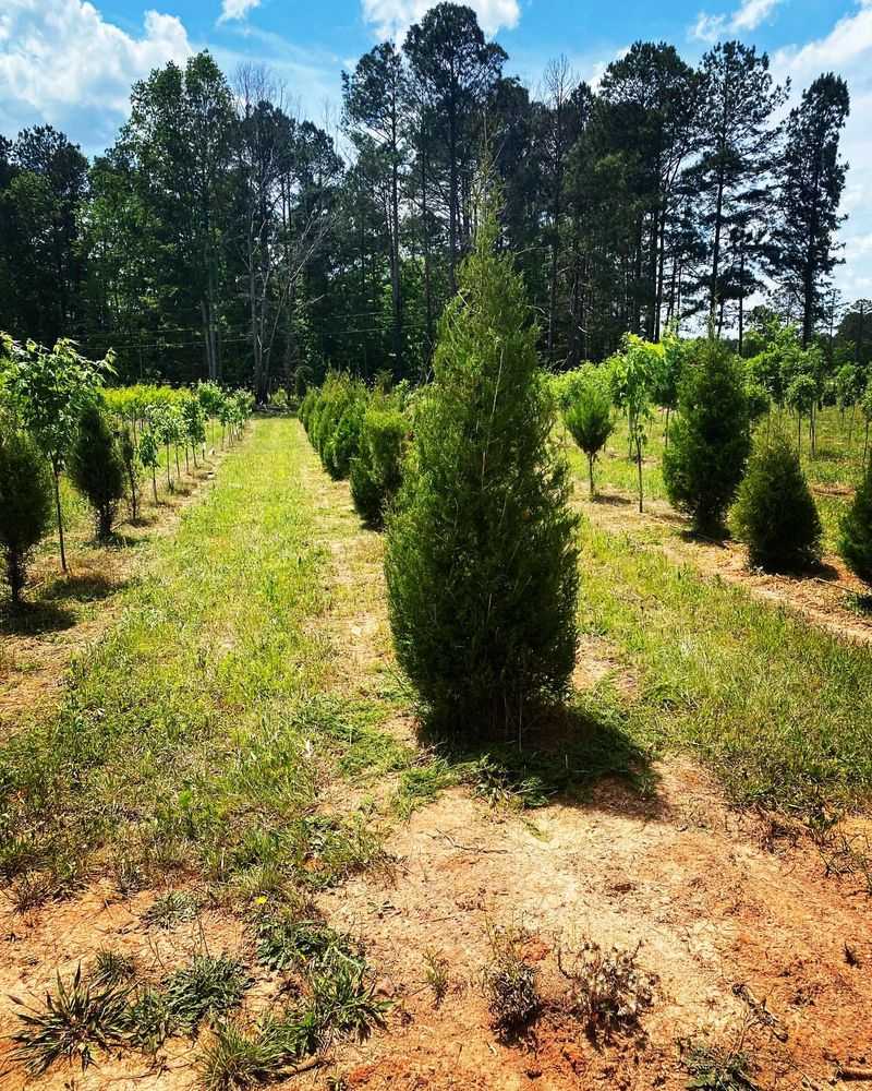 Leyland Cypress