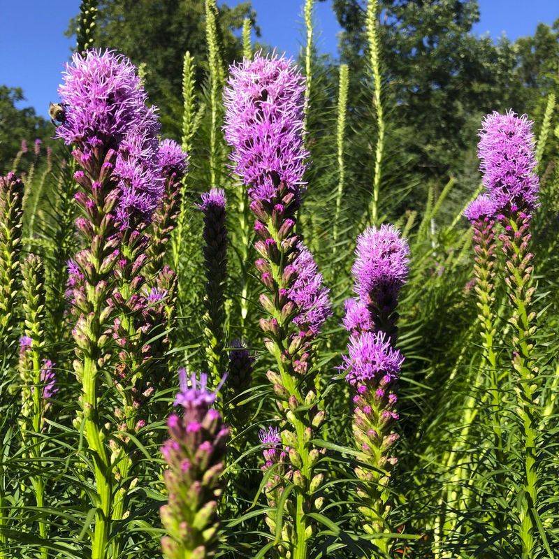 Liatris