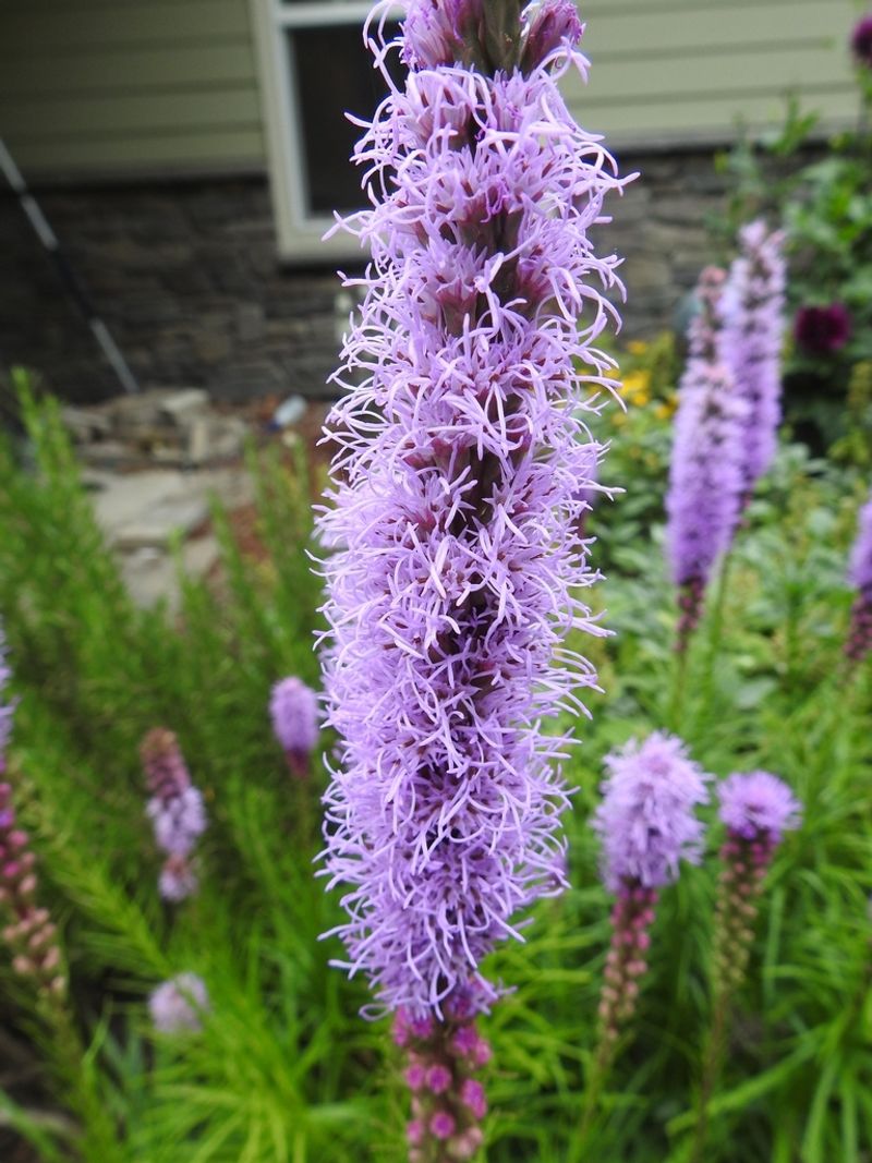 Liatris