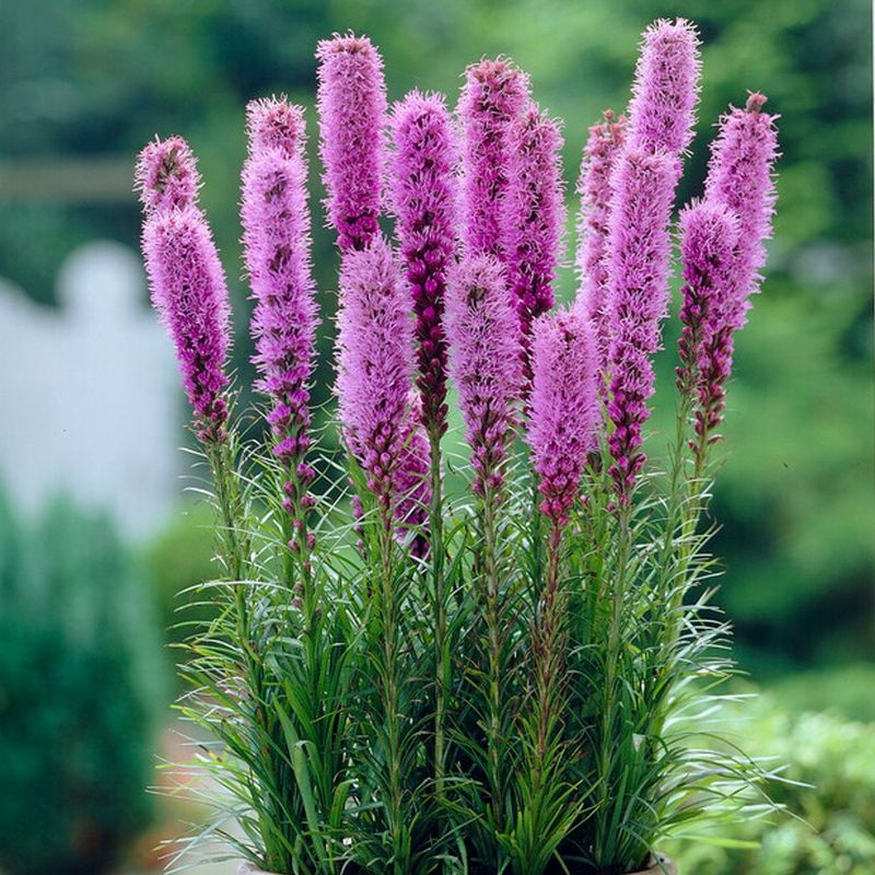 Liatris