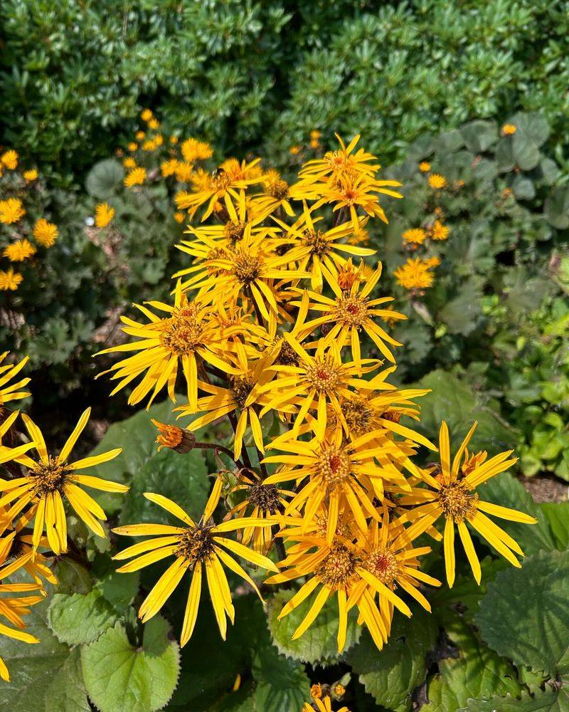 Ligularia