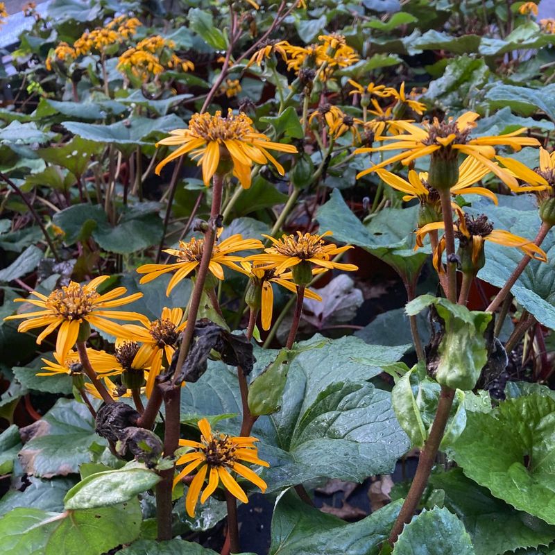 Ligularia