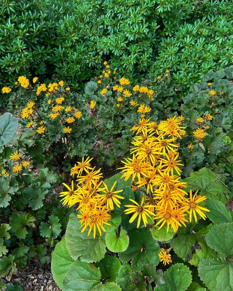 Ligularia