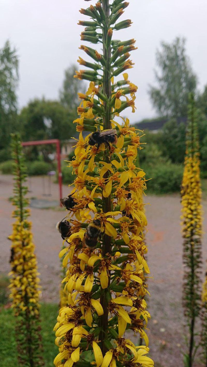 Ligularia