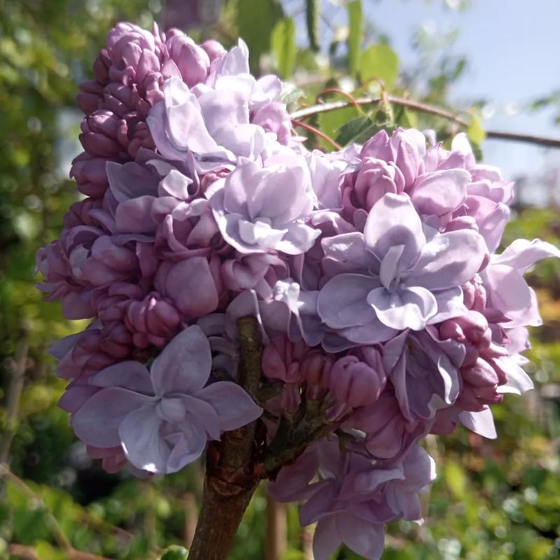 Lilac