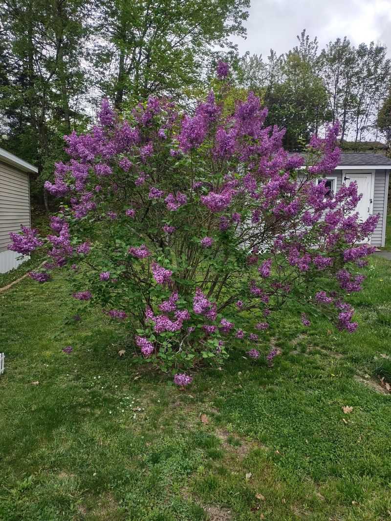 Lilac Tree