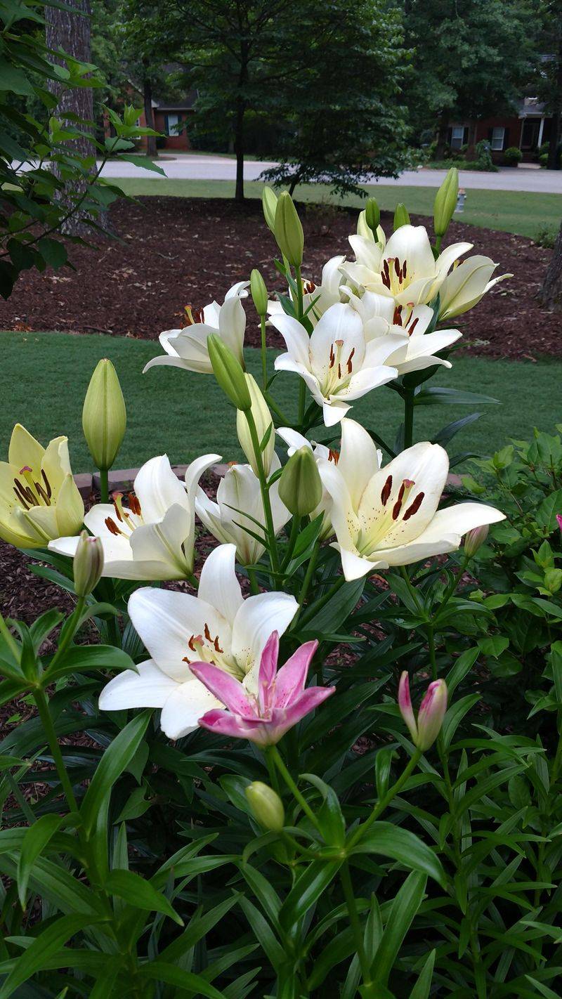 Lilies