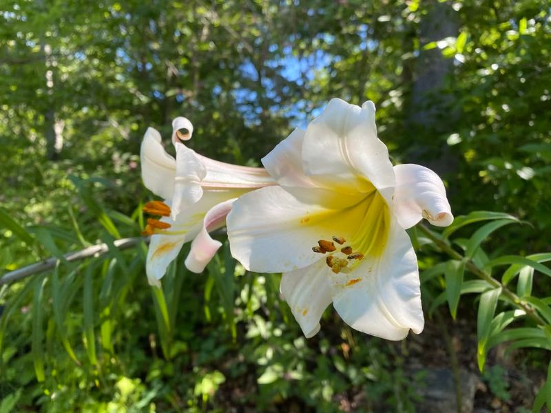 Lily (Lilium)