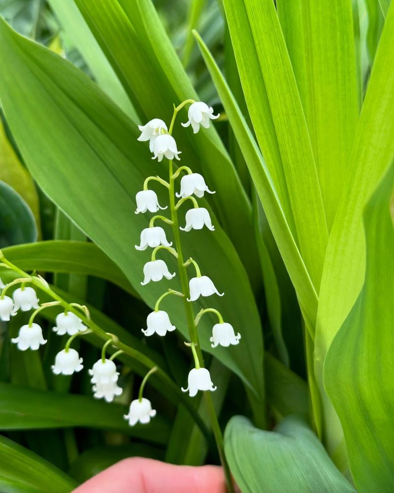 Lily of the Valley