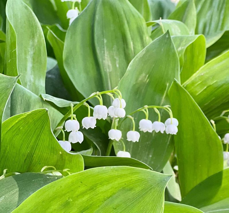 Lily of the Valley