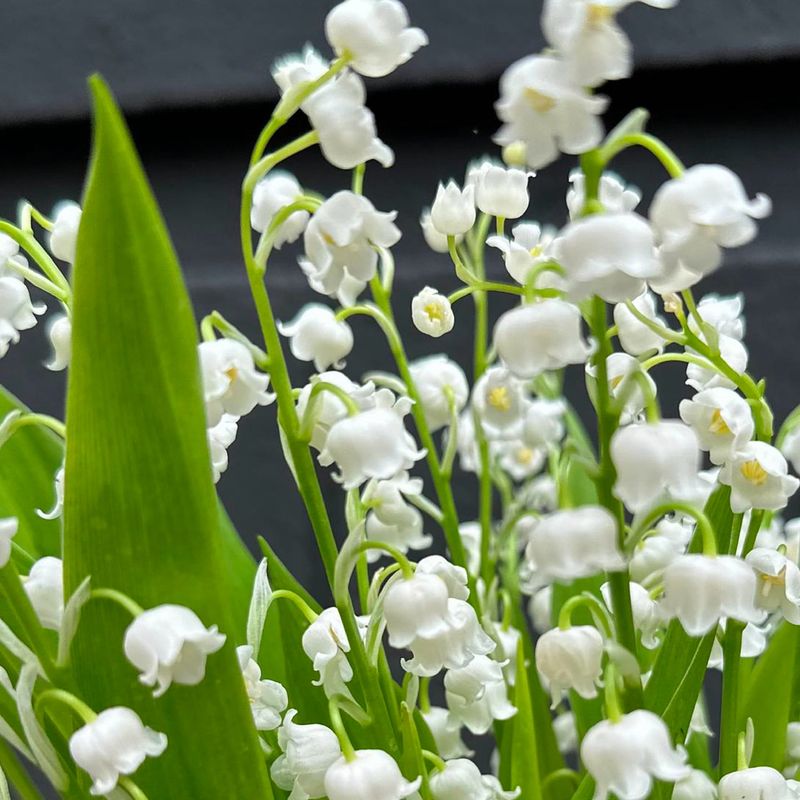 Lily of the Valley