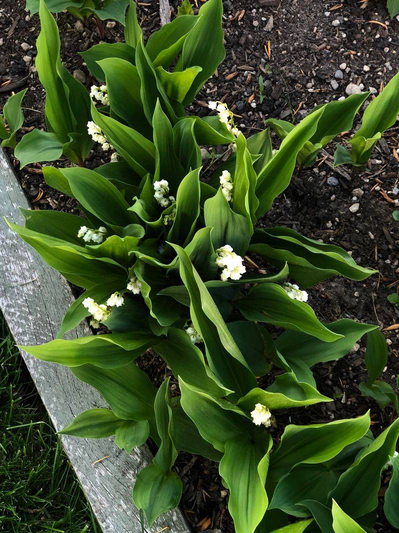 Lily of the Valley