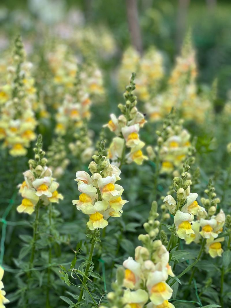 Lime Green Snapdragon