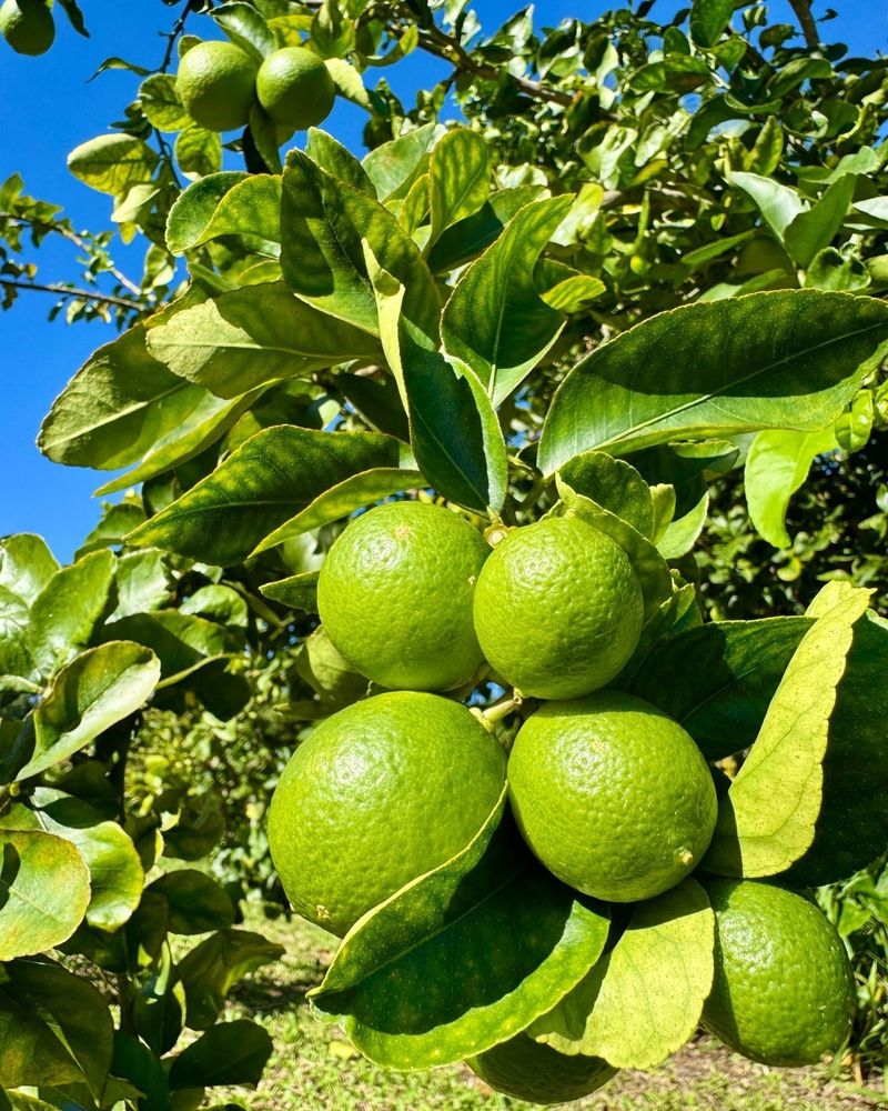 Limes