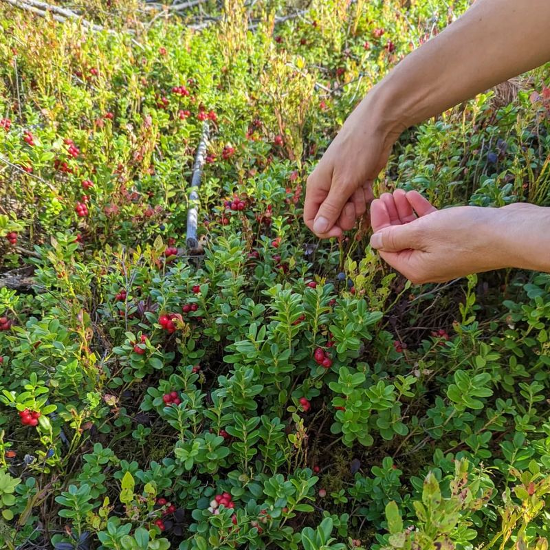 Lingonberry Shrub