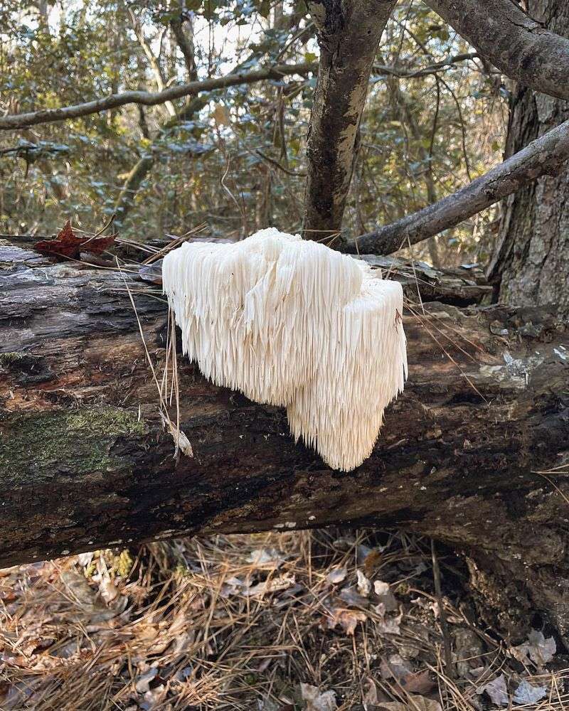 Lion's Mane