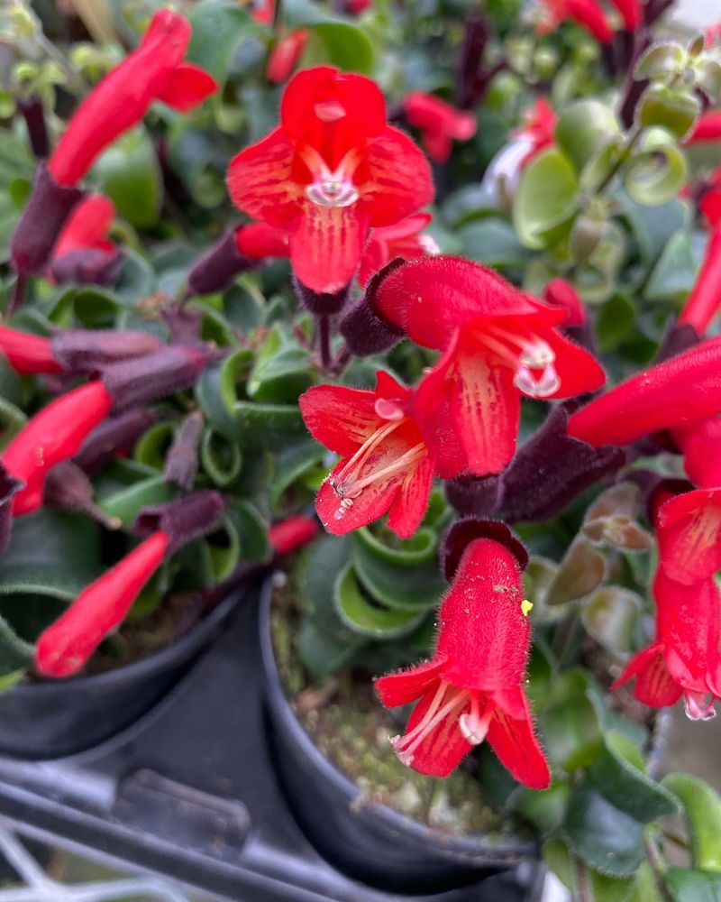 Lipstick Plant