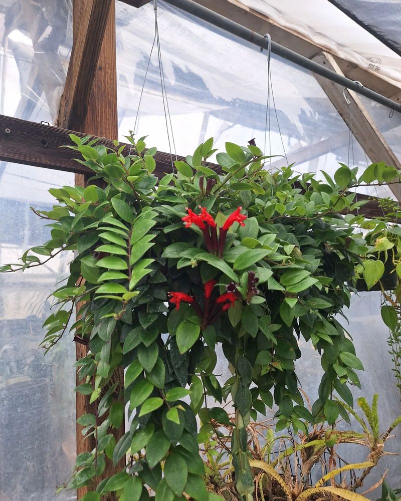 Lipstick Plant (Aeschynanthus radicans)