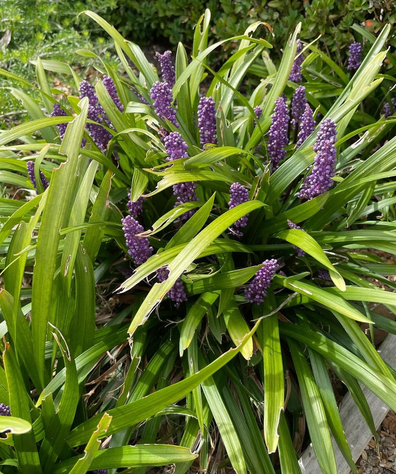 Liriope