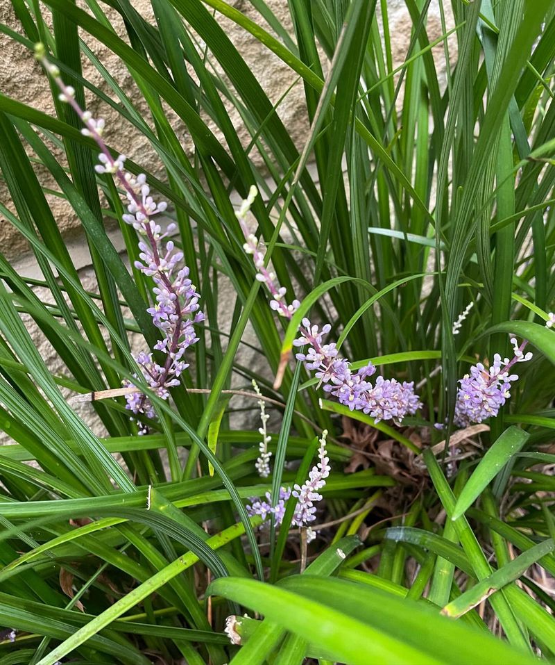 Liriope Muscari