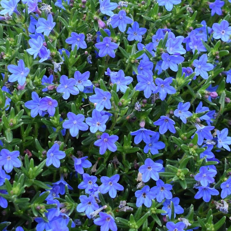 Lithodora