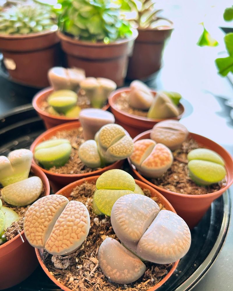 Lithops