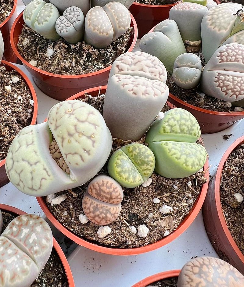 Lithops