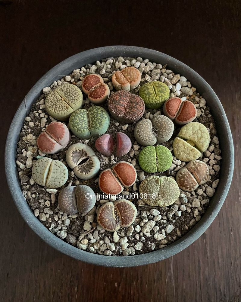 Lithops (Living Stones)