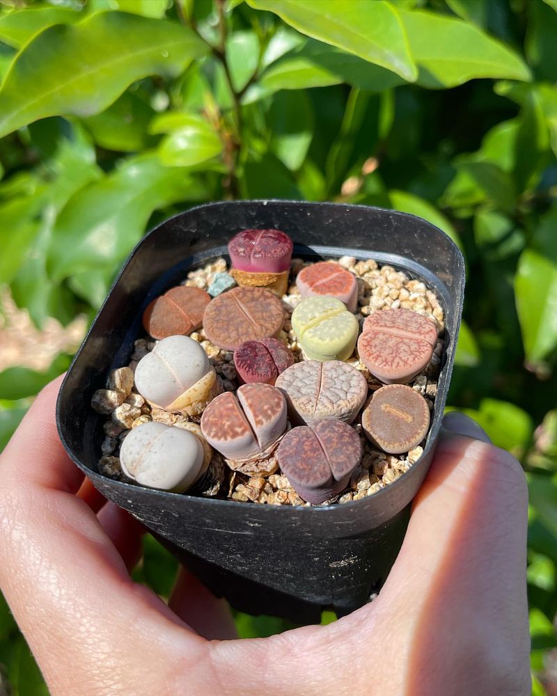 Lithops