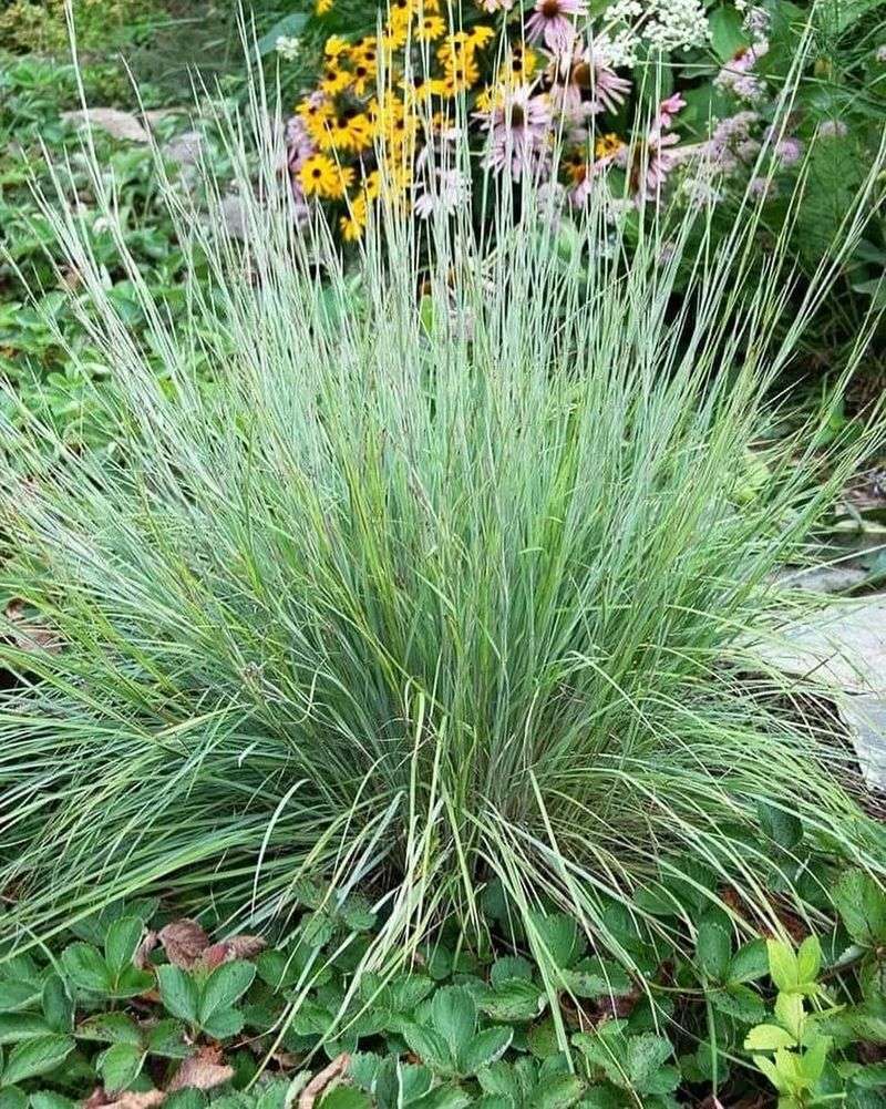 Little Bluestem