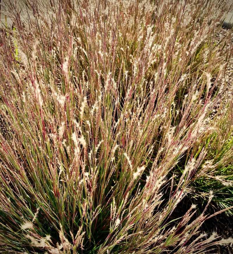 Little Bluestem (Schizachyrium scoparium)