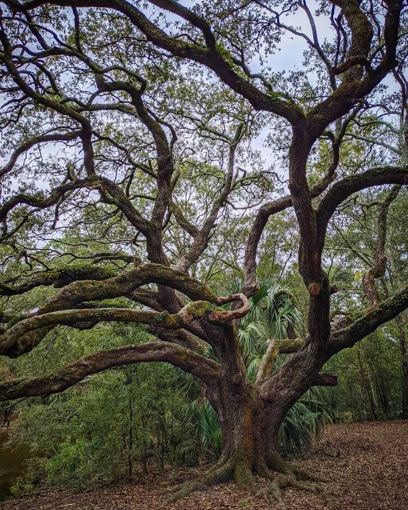 Live Oak