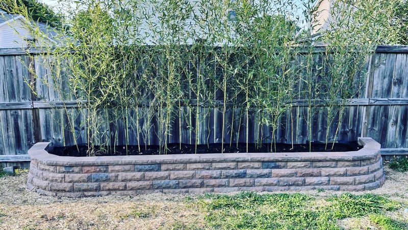 Living Bamboo Fence