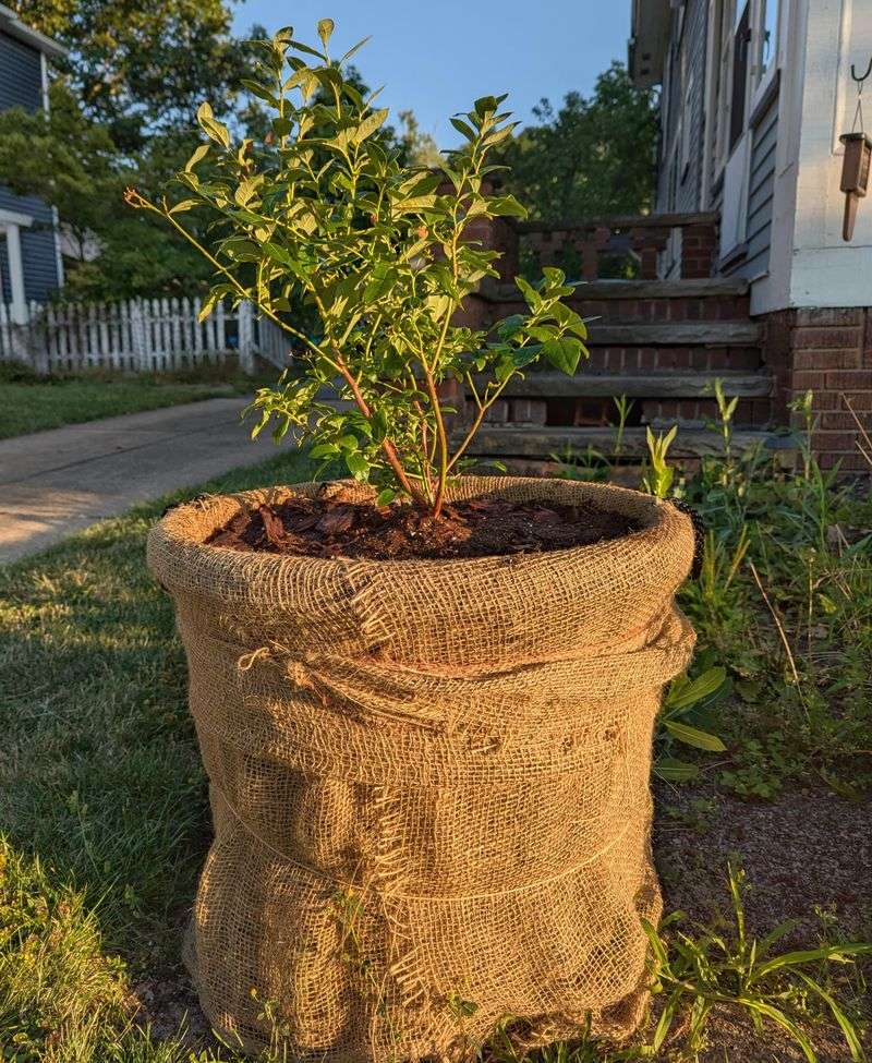 Living Mulch Cover