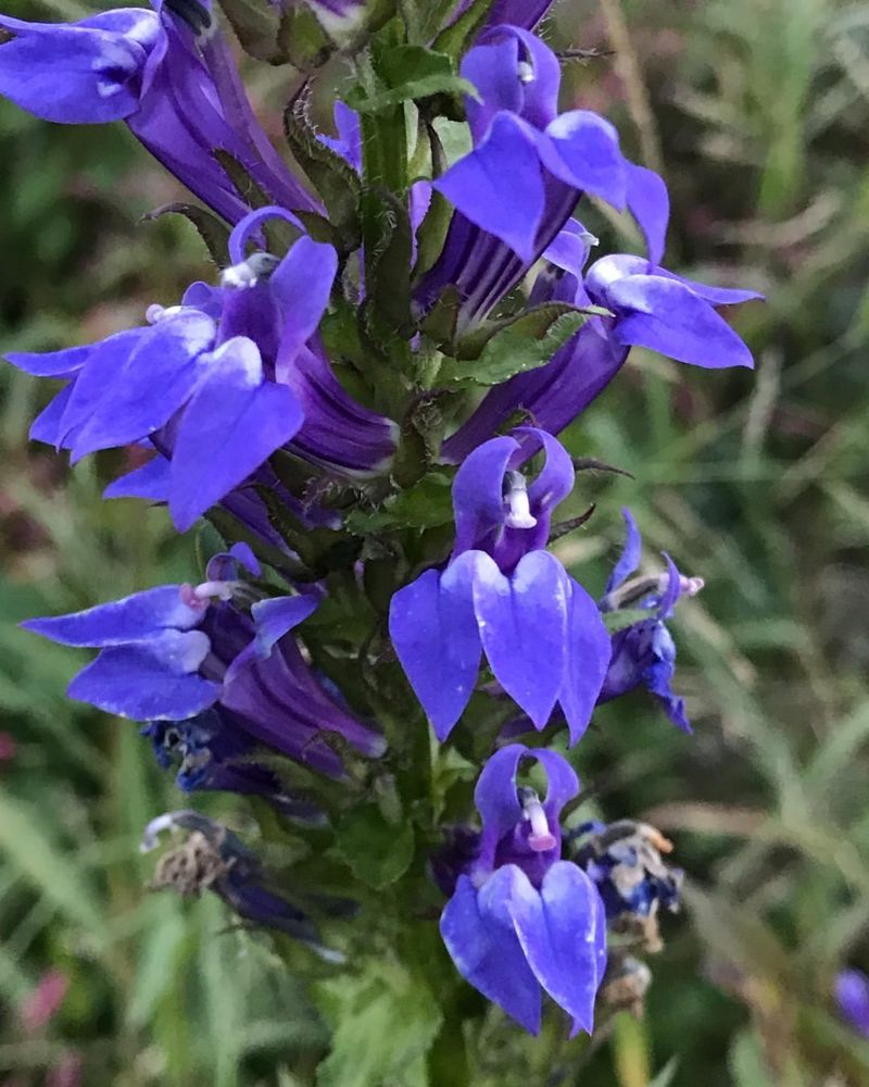 Lobelia