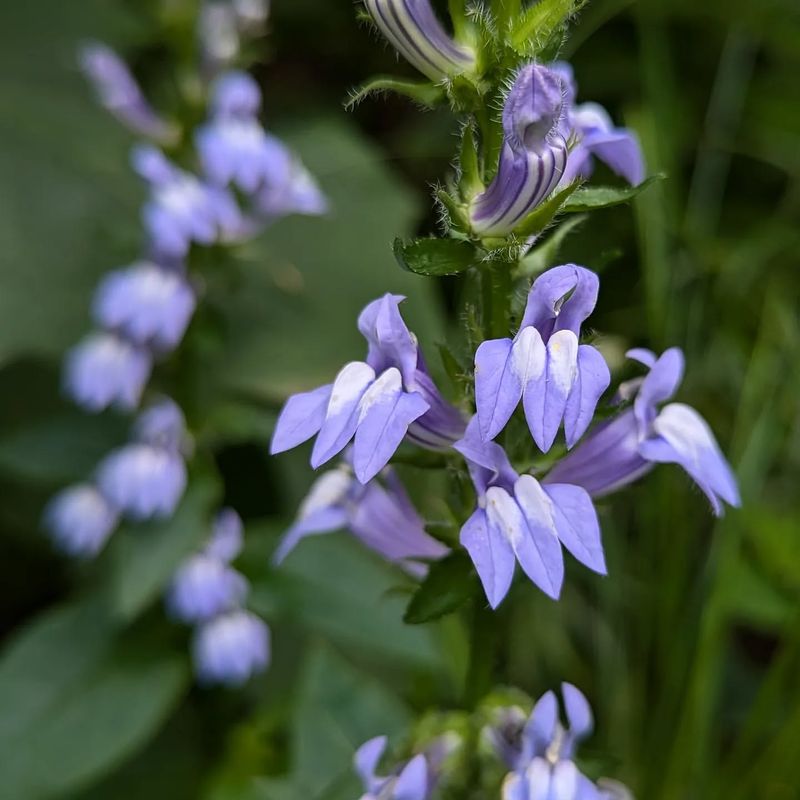 Lobelia