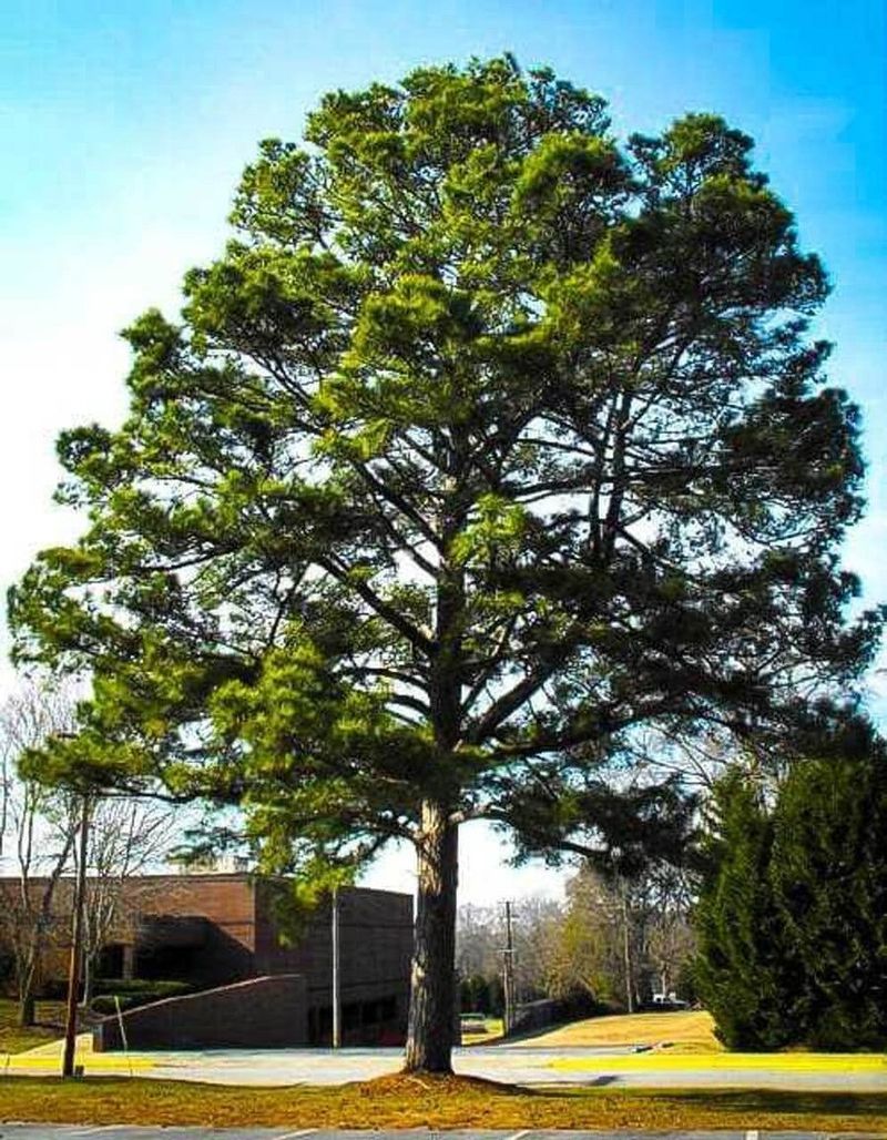 Loblolly Pine