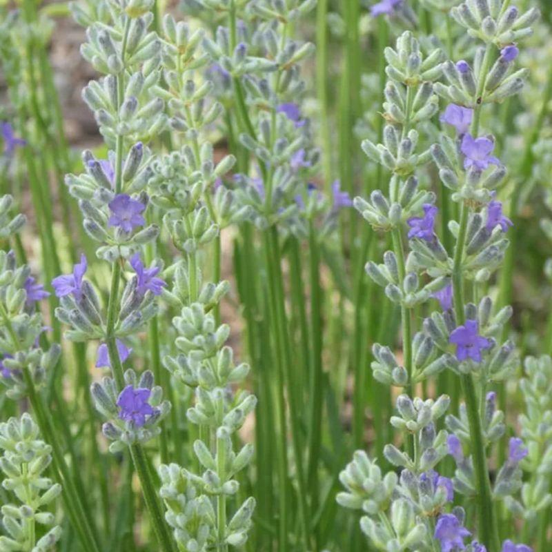 Loddon Blue Lavender