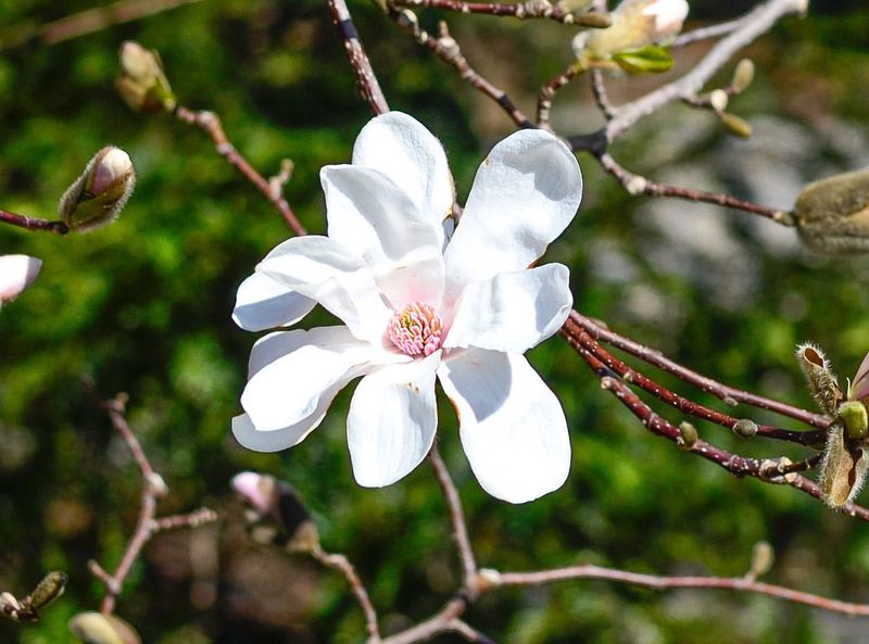 Loebner Magnolia