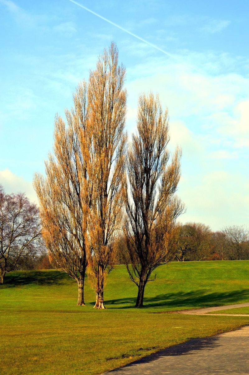 Lombardy Poplar