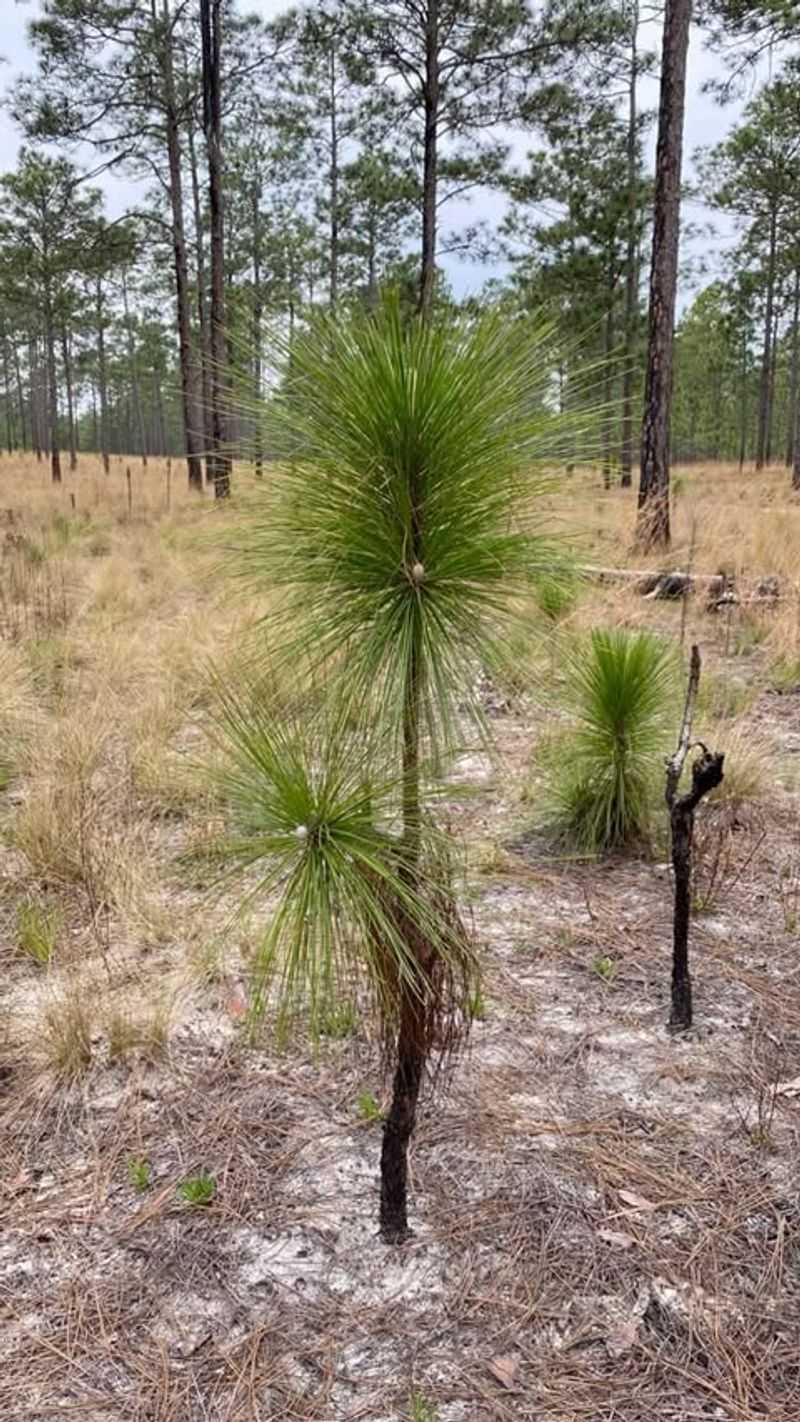 Longleaf Pine